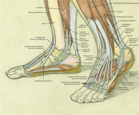 Foot Diagram Muscles