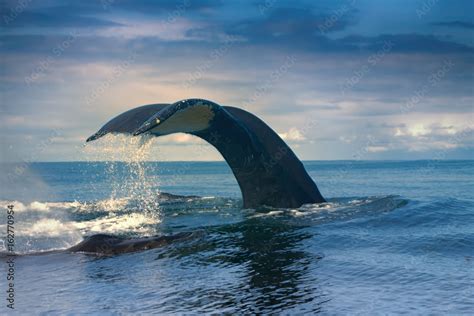 Whales in the Pacific ocean Stock Photo | Adobe Stock