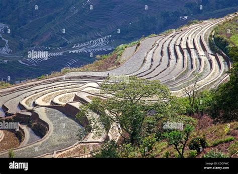 Terraced rice paddies on hillside near Xinjie in the Yuangyang district, Yunnan province, China ...