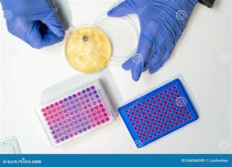 Petri Dish with Bacterial Culture Being Examined Antibiotic Resistance in Microbiology Lab Stock ...