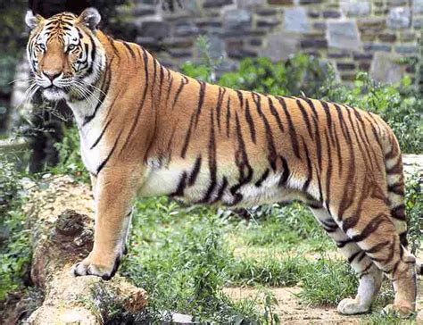 Bengal Tiger Conservation: Basics on Bengal Tigers