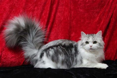 RagaMuffin Breeders - The RagaMuffin Kitten Breeders Society