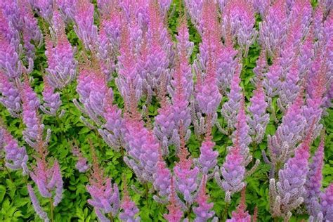 Astilbe Plants - The Colorful Heroes Of The Shade Garden