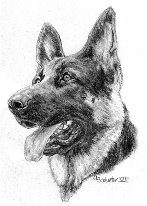 How To Draw A German Shepherd Dog Step By Step - alter playground