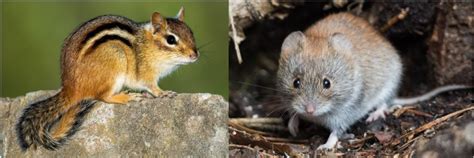 11 Types of Rodents in Georgia! (w/Pics) - Bird Watching HQ