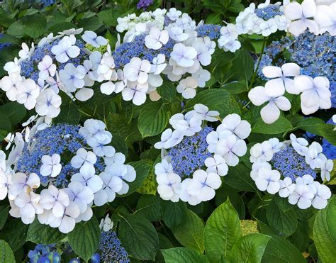 Growing Hydrangeas - B.B. Barns Garden Center + Landscaping