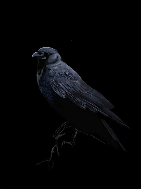 Black Crow Digital Art by KC Gillies - Fine Art America