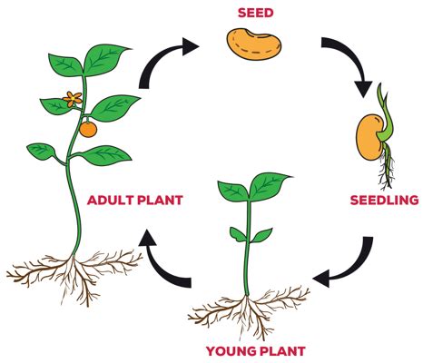 Plant Life Cycle Fact Sheet