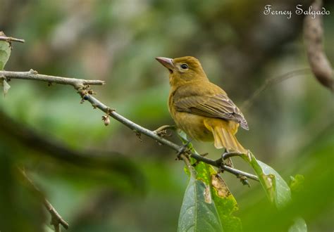 Female Summer Tanager : Summer Tanager Piranga Rubra Female Adult Fori261713, May 15, 2019 · the ...