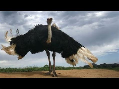 Is The Ostrich The Largest Bird In The World - Bird Walls