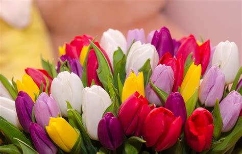 Colorful Tulips Wallpapers - Top Free Colorful Tulips Backgrounds - WallpaperAccess