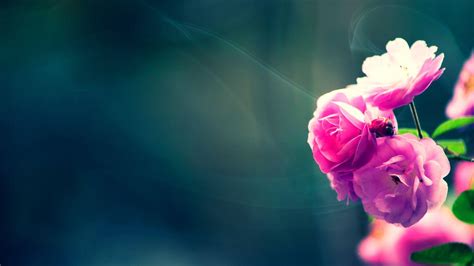 HD Wallpapers For PC Full Screen Flower - Wallpaper Cave