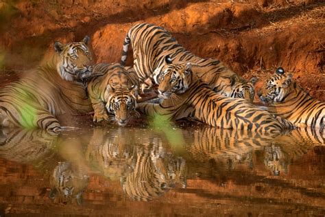 Conservation Ways - How Indian National Parks Protect Bengal Tigers