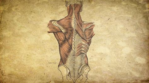 Anatomy Wallpapers on WallpaperDog