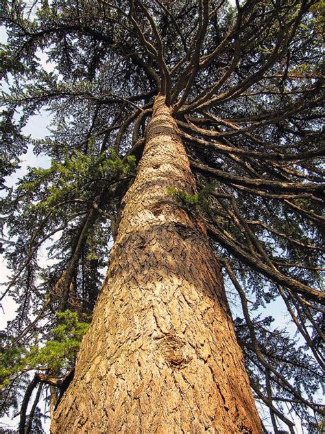 Cedars of Lebanon Beirut, Lebanon Cedar, Food Forest Garden, Tree Poem, Solomons Temple, Weird ...