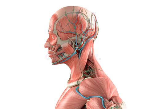 Human Anatomy Side View Medium Closeup Of Head On White Background. Stock Illustration - Image ...