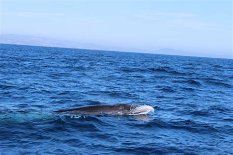 Newport Beach whale watching | MyGeograph.com