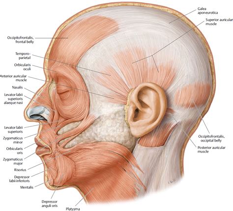 Mimetic Muscles | Plastic Surgery Key