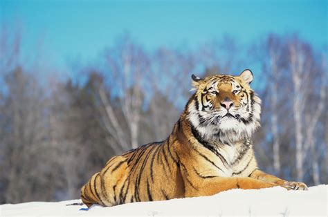 Siberian tiger | Size, Habitat, Population, & Facts | Britannica