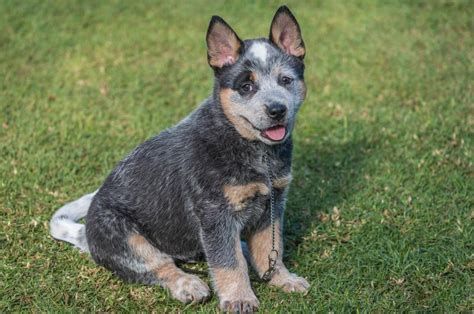 Blue Heeler Puppies | LoveToKnow Pets