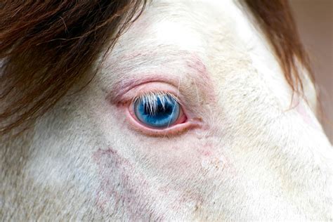 Pink Eye in Horses - Symptoms, Causes, Diagnosis, Treatment, Recovery, Management, Cost