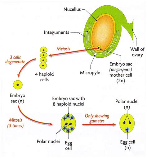 Magh Sci: Leaving Cert Biology - Embryo Sac Development in Plants