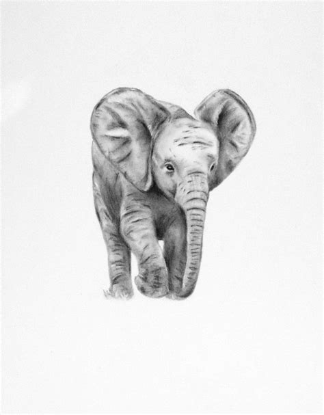 Pencil Drawing Elephant Pictures - pencildrawing2019