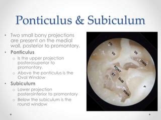 Anatomy of middle ear | PPT