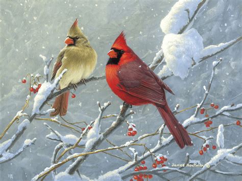 Cardinal In Winter Wallpapers - Wallpaper Cave