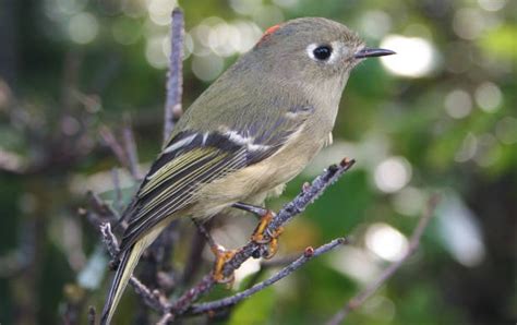 Second smallest bird in Michigan