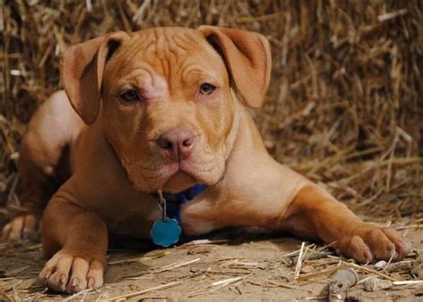 Take a look! Adorable Red Nose Pit Bull Puppies Will Make You Smile Today - Virily