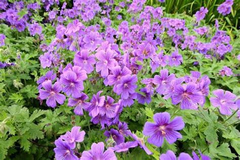 Great Hardy Geraniums as Ground Covers