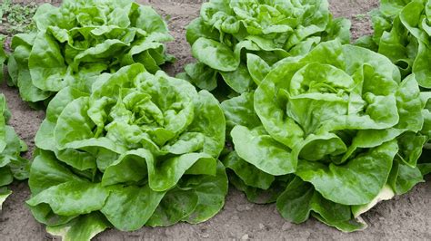 14 Best Lettuce Companion Plants And 6 To Avoid