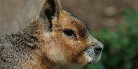 Patagonian mara | Smithsonian's National Zoo and Conservation Biology Institute