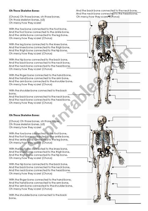 Skeleton Bones - Song lyrics and labels - ESL worksheet by jaswinger