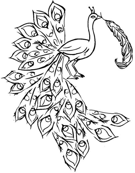 Peacock with Feather Coloring Page - Free Printable Coloring Pages for Kids