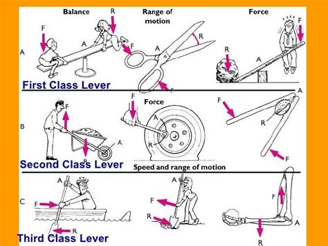 Second Class Lever Examples - NelsonabbRamsey