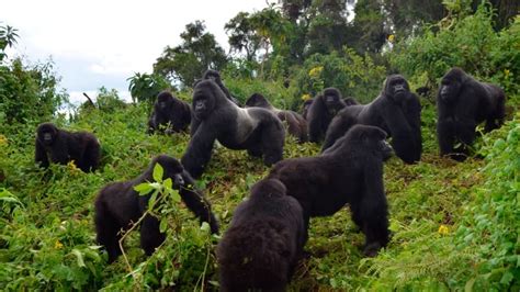 After facing near extinction, mountain gorilla population grows | CBC News