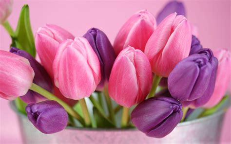 wallpapers: Purple Tulips Flowers Wallpapers