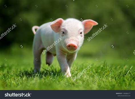 8,373 Newborn Pig Images, Stock Photos & Vectors | Shutterstock