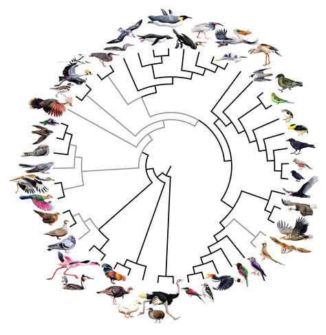 Rapid bird evolution after the age of dinosaurs unprecedented, study confirms