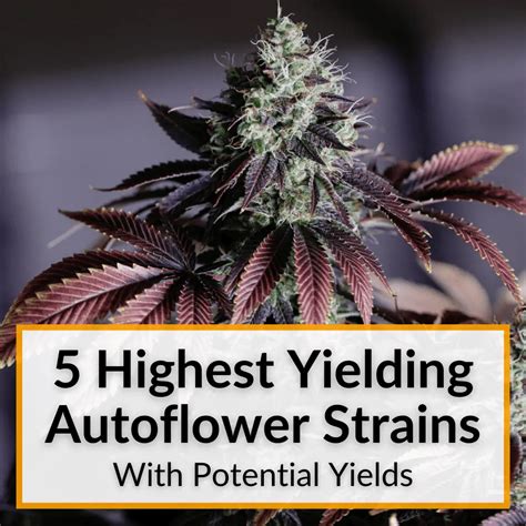 5 Highest Yielding Autoflower Strains (+Yield Potentials)