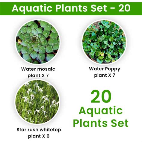 Aquatic Plants Set 20 Santhi Online Plants Nursery Online, 54% OFF