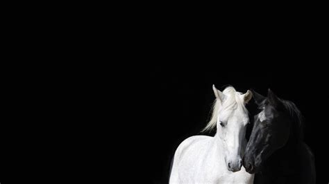 [100+] White Horse Wallpapers | Wallpapers.com