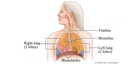 Plication of the Diaphragm | Baylor Medicine