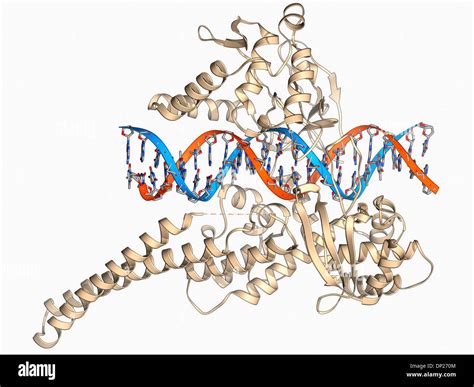 Dna topoisomerase hi-res stock photography and images - Alamy