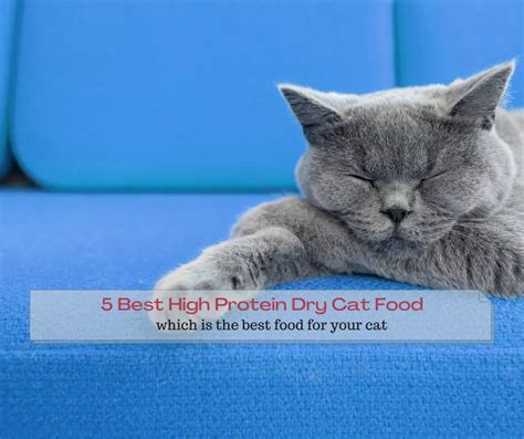 5 Best High Protein Dry Cat Food In 2024 - Pet Food Site