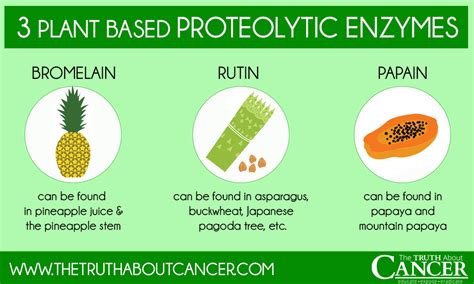 How Systemic Proteolytic Enzymes Fight Cancer