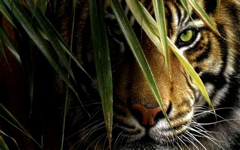 Tiger Eyes Wallpapers - Top Free Tiger Eyes Backgrounds - WallpaperAccess