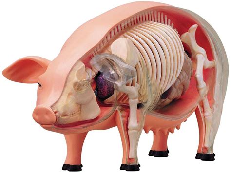 Tedco Toys - 4D Vision Pig Anatomy Puzzle